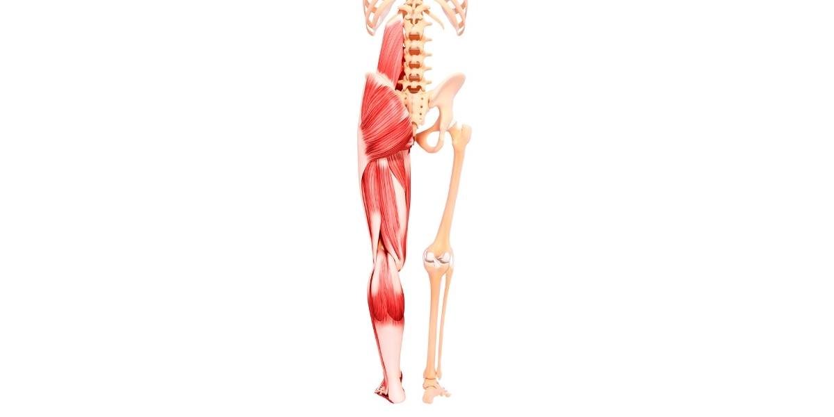 What Is The Gluteus Minimus 